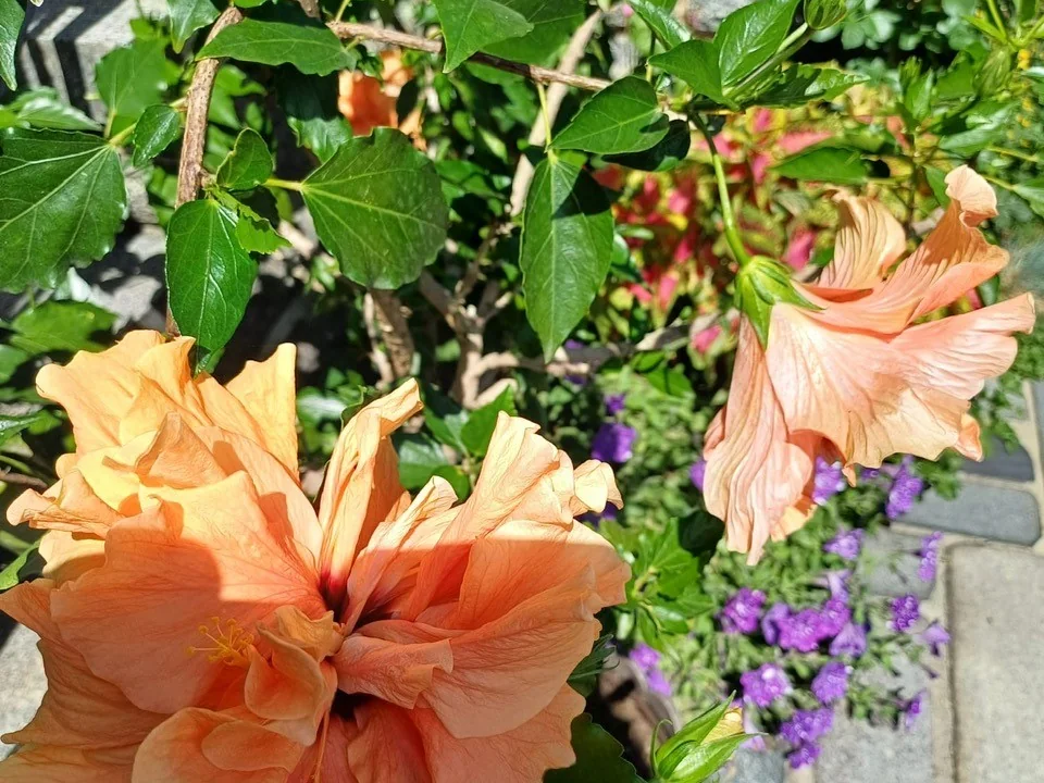 Üppig blühender Rhododendron im Garten